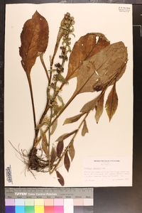 Solidago squarrosa image