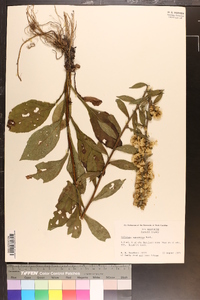 Solidago squarrosa image