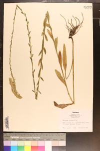 Solidago stricta image