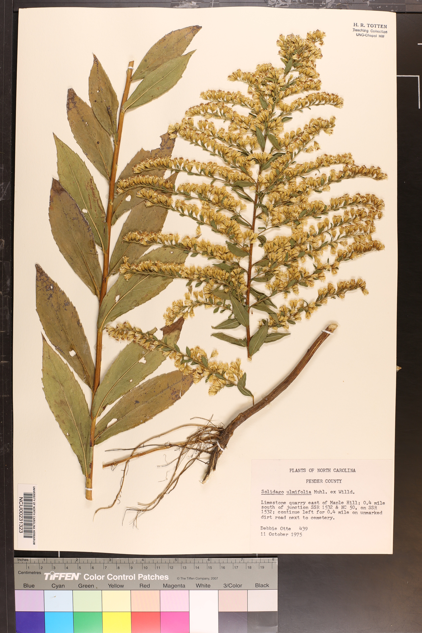 Solidago latissimifolia image