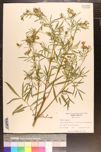 Tagetes minuta image