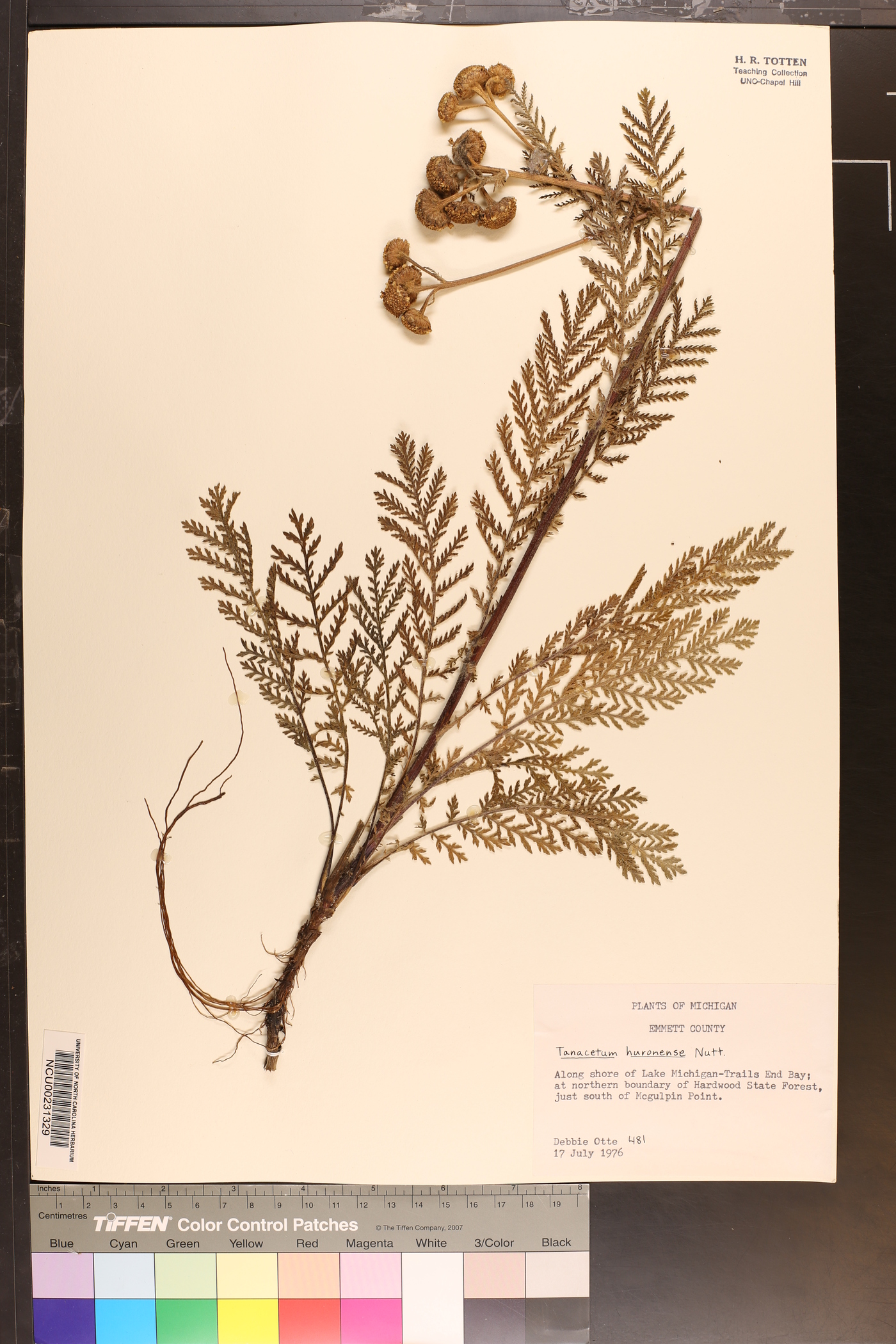 Tanacetum huronense image