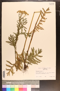 Tanacetum vulgare image