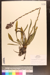 Trilisa paniculata image