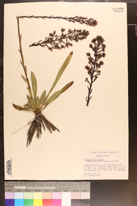 Trilisa paniculata image