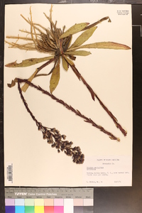 Trilisa paniculata image