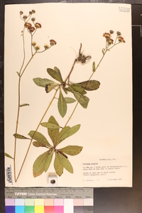 Vernonia acaulis image