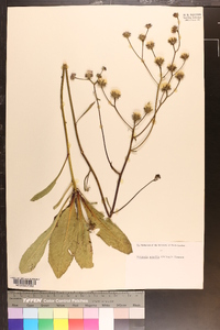 Vernonia acaulis image