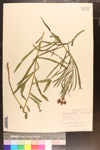 Vernonia angustifolia var. scaberrima image