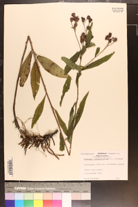 Vernonia noveboracensis image