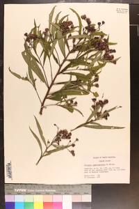 Vernonia noveboracensis image