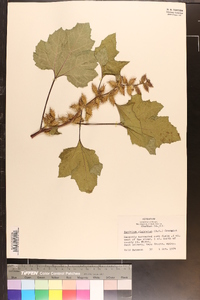 Xanthium strumarium var. glabratum image