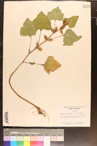 Xanthium strumarium var. strumarium image