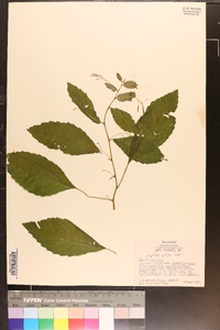 Impatiens pallida image