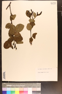 Alnus crispa image