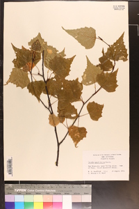 Betula populifolia image