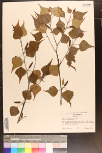 Betula populifolia image