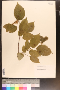 Corylus cornuta image