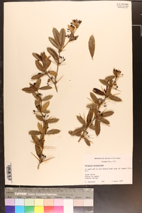 Berberis sargentiana image