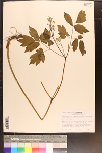 Caulophyllum thalictroides image