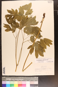 Caulophyllum thalictroides image