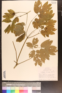 Caulophyllum thalictroides image