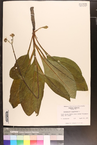 Andersonglossum virginianum image