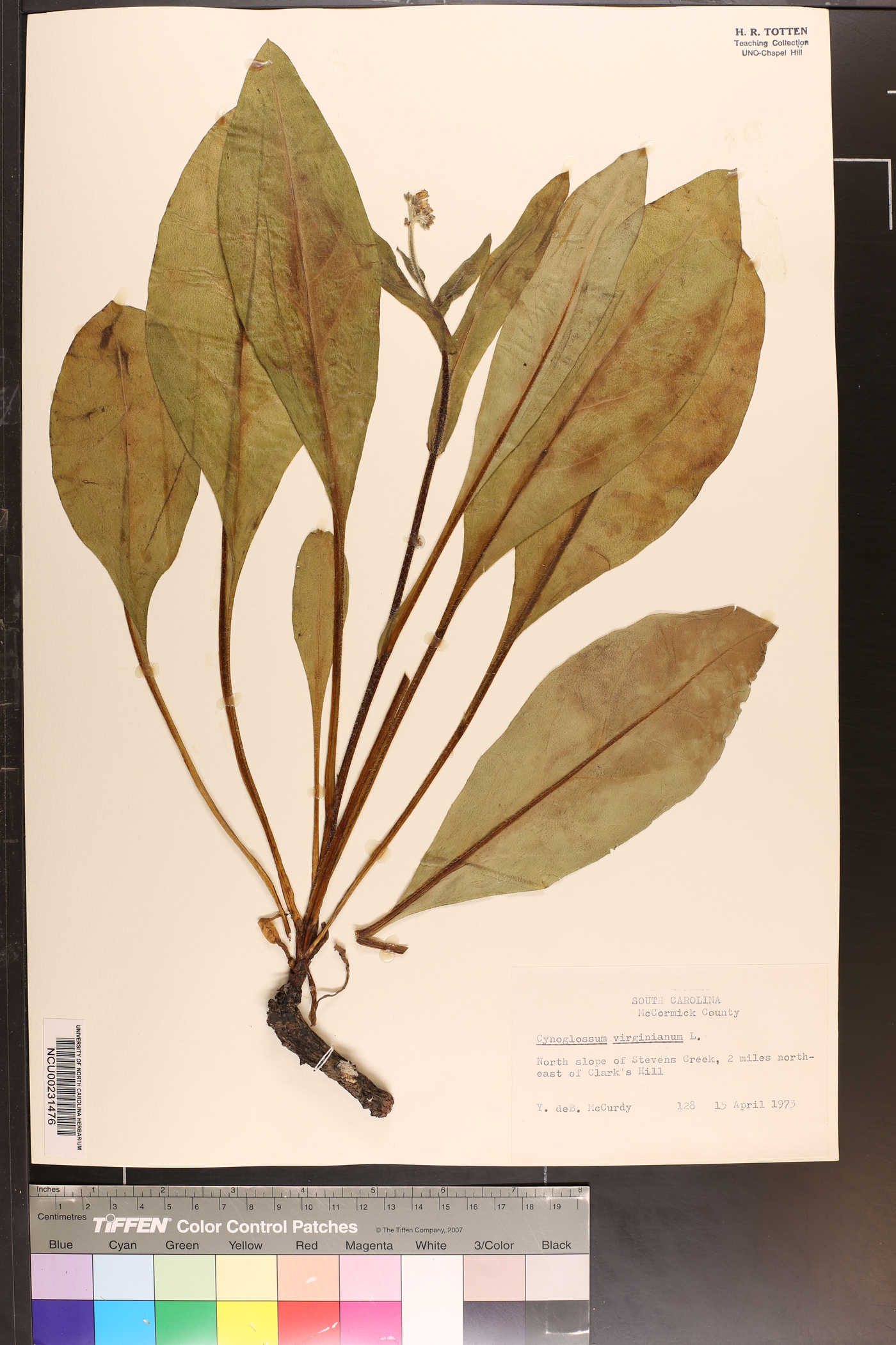 Andersonglossum virginianum image