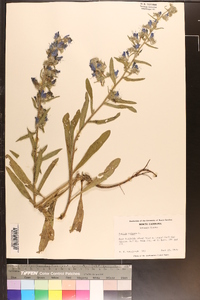 Echium vulgare image