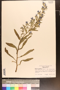 Echium vulgare image