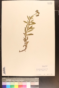 Heliotropium amplexicaule image