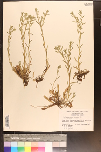 Buglossoides arvensis image