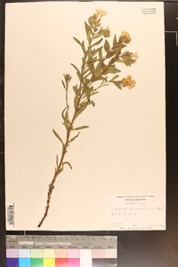 Lithospermum caroliniense image