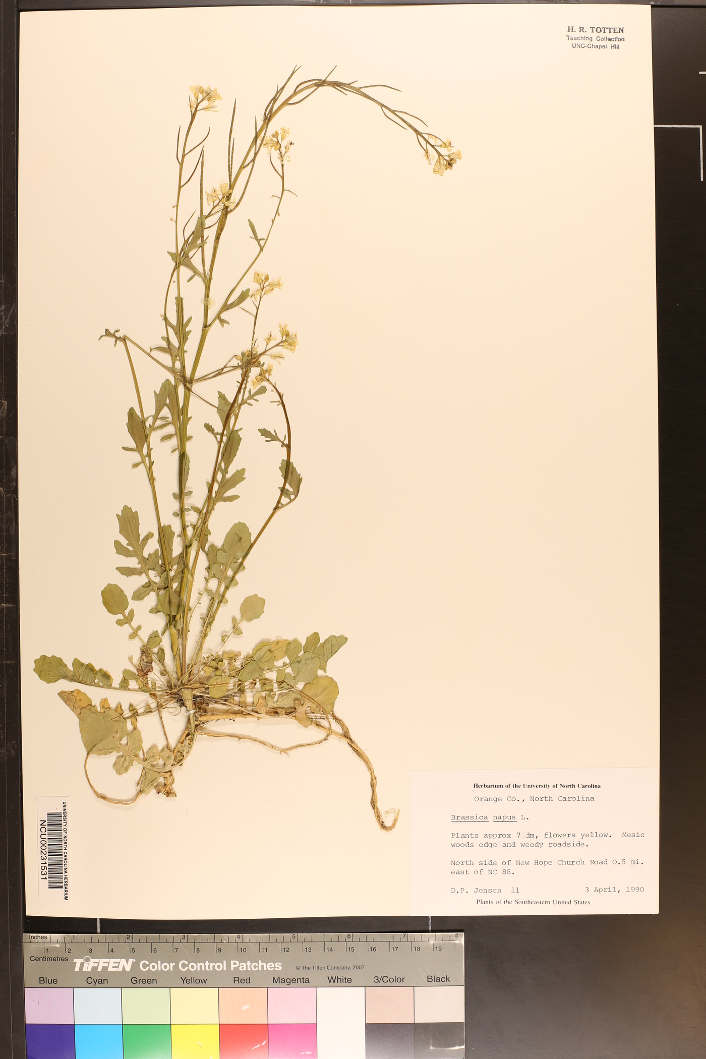 Brassica napus image