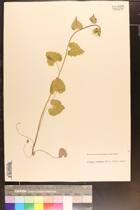 Alliaria petiolata image