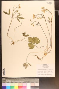 Cardamine angustata var. angustata image