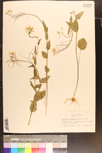 Cardamine bulbosa image