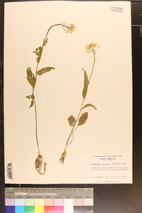 Cardamine bulbosa image