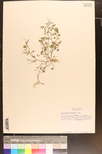 Cardamine flexuosa image