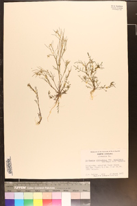 Cardamine parviflora image