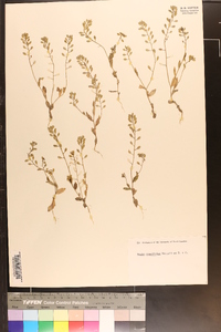 Draba cuneifolia image