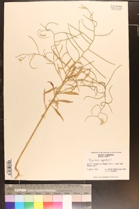 Erysimum repandum image