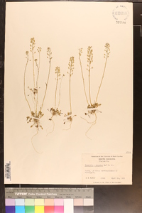 Teesdalia nudicaulis image