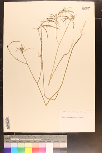 Warea cuneifolia image