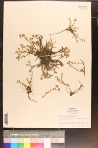 Polypremum procumbens image