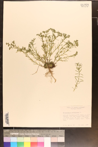 Polypremum procumbens image