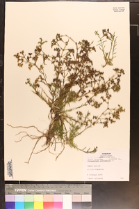 Polypremum procumbens image