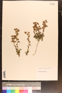 Polypremum procumbens image