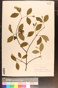 Calycanthus floridus image