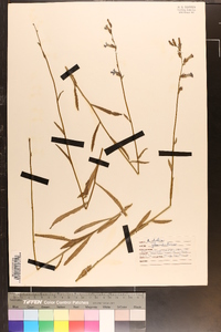 Lobelia glandulosa image